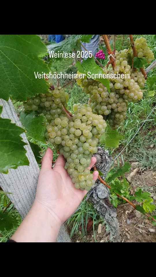 🍇✨ Heute im Veitshöchheimer Sonnenschein: die Weinlese für unseren EU-Mittelpunkt-Wein – Müller-Thurgau Kabinett.
Goldene Trauben, perfekte Reife, pure Vorfreude im Glas. 🥂🌍

#Weinlese #Veitshöchheim #VeitshöchheimerSonnenschein #MüllerThurgau #EUMittelpunkt #Silvanerheimat #Weinliebe #Weinlese2025 #gebrgeigerjun