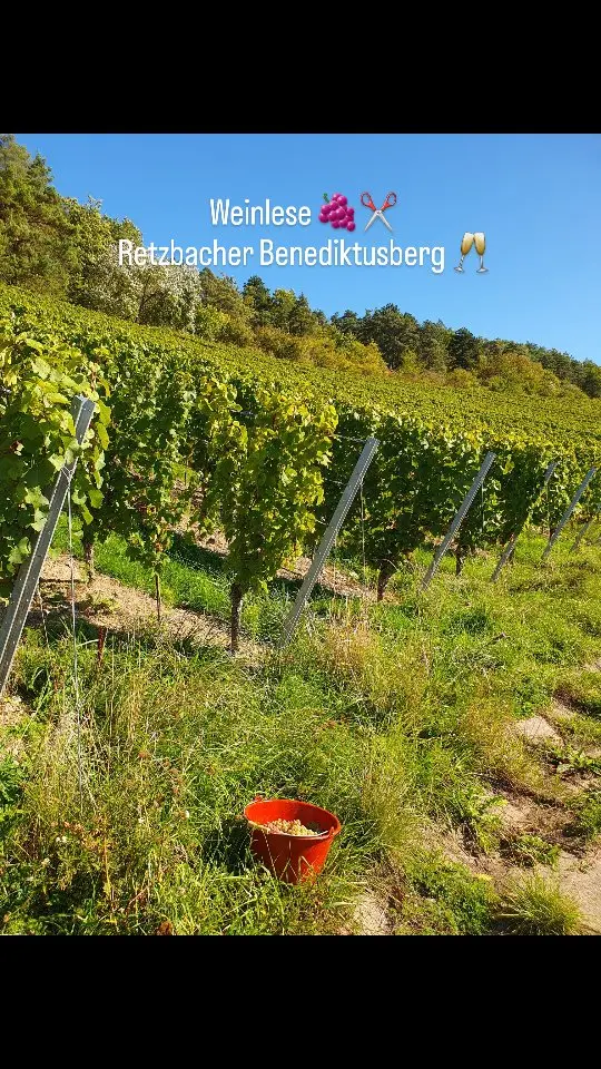 ⛰️🍇 Weinlese am Retzbacher Benediktusberg
Steil, sonnig, charakterstark – die Muschelkalkböden geben unseren Trauben ihre besondere Mineralität.🍷✨

#Weinlese #Retzbach #Benediktusberg #retzbacherbenediktusberg #Steillage #Muschelkalk #Frankenwein #Weinliebe #Handarbeit #Weinlese2025 #silvanerheimat #gebrgeigerjun